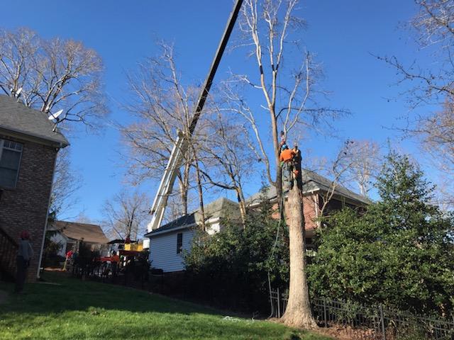 Tree climb and removal