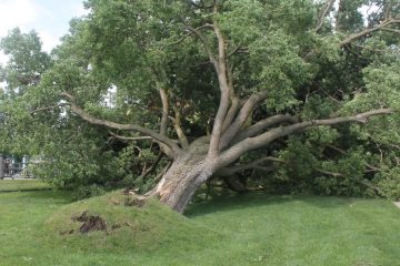 Emergency Storm Tree Removal