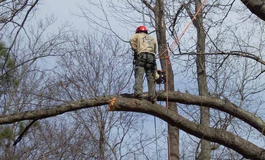 Tree trimming triangle