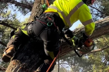 Tree Trimming & Removal