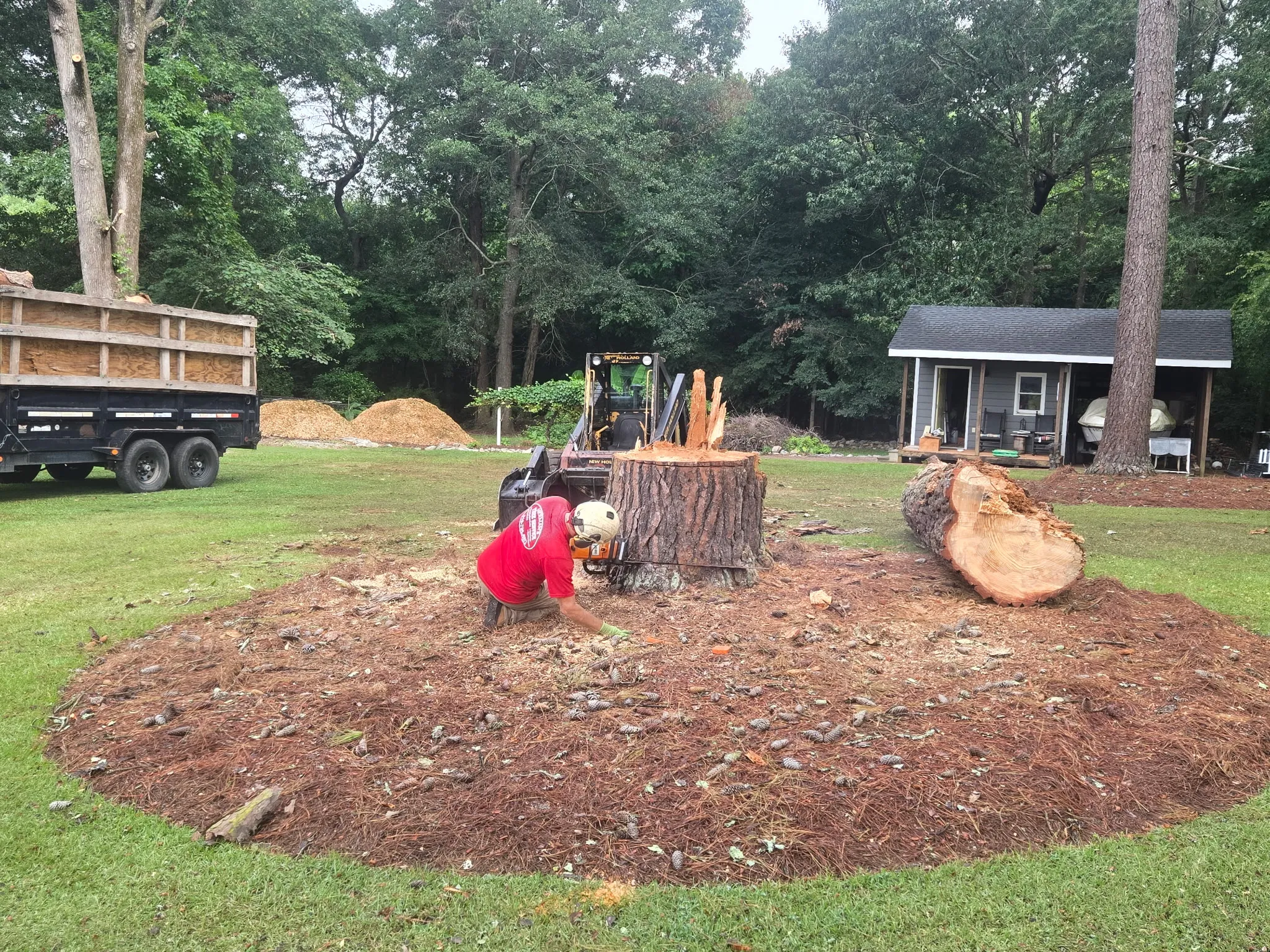 Hardwood tree removal in Clayton, NC